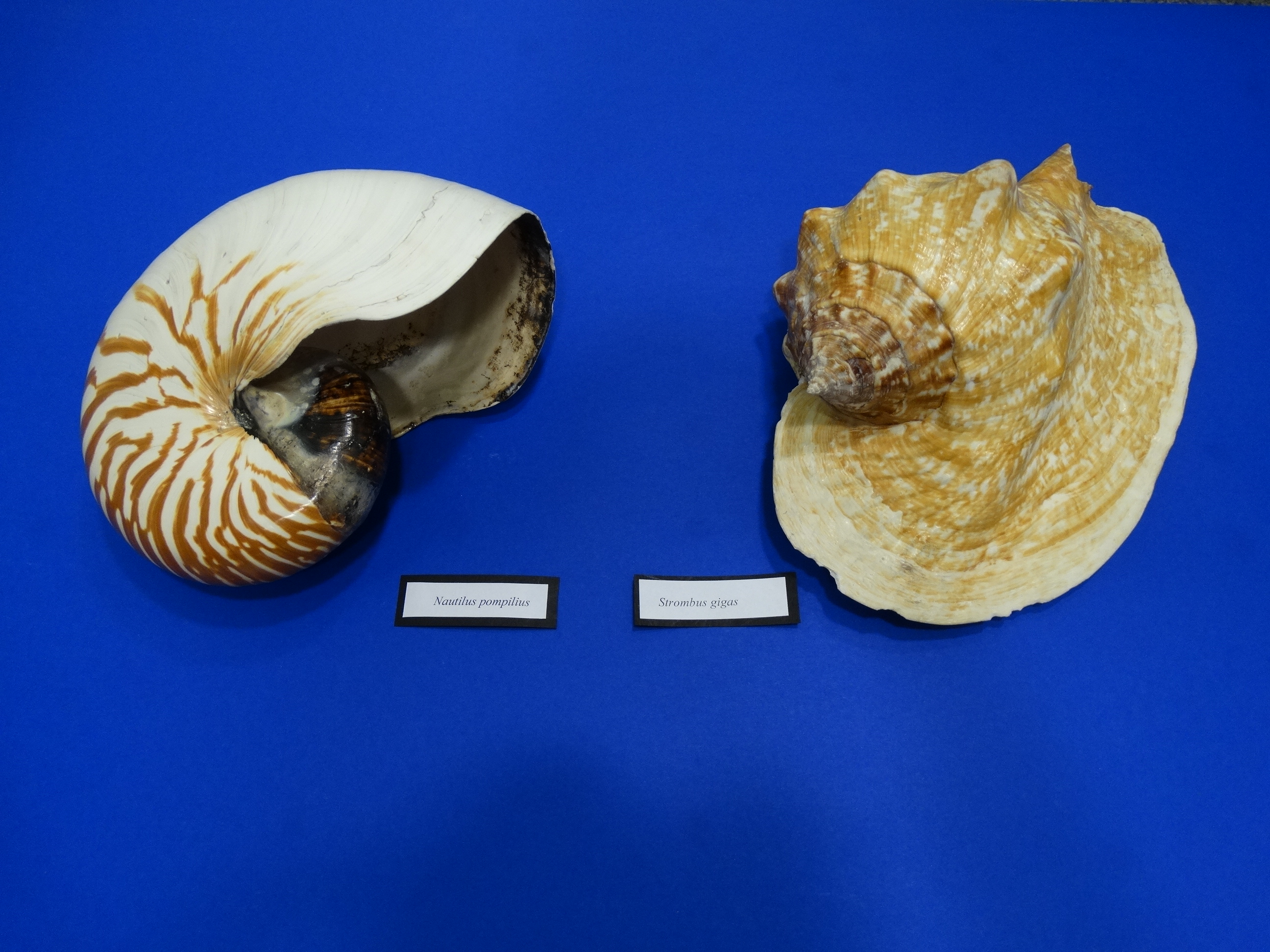 Muszle profesora Samka