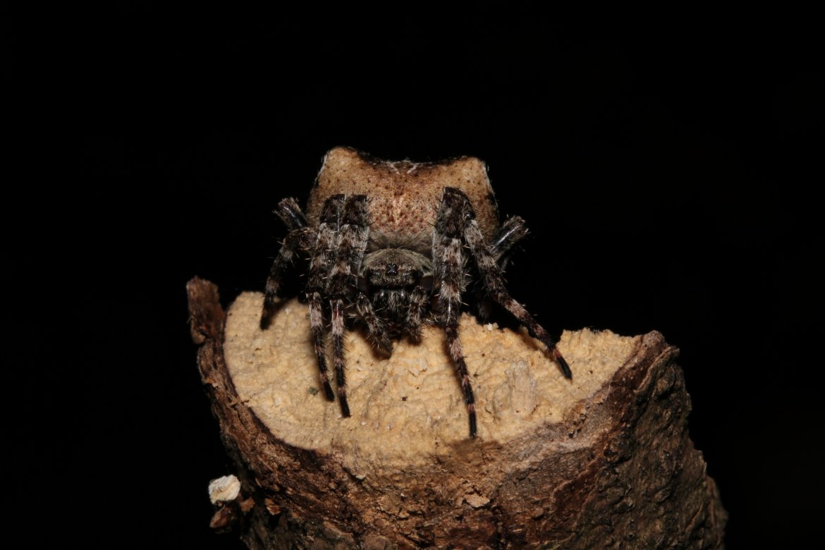 Krzyżak rogaty (Araneus angulatus). Występuje w całej Europie, na północy rzadszy. Przędzie koliste sieci łowne. Fot: Marek Przewoźny