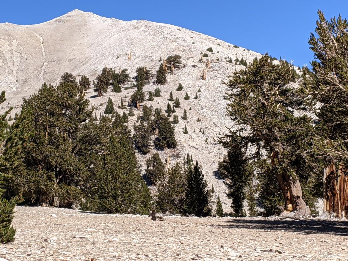 Sosna długowieczna (Pinus longaeva)
