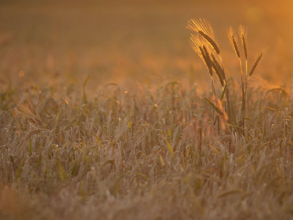 fot. prof. Lechosław Kuczyński