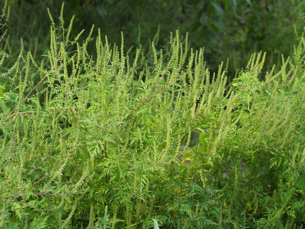 Ambrozja, fot. dr Łukasz Grewling