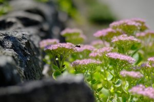 Ogród Botaniczny UAM. fot. Władysław Gardasz