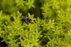 Łąka na Kampusie Morasko
