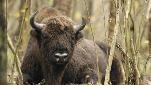 Klasyka z puszczy...