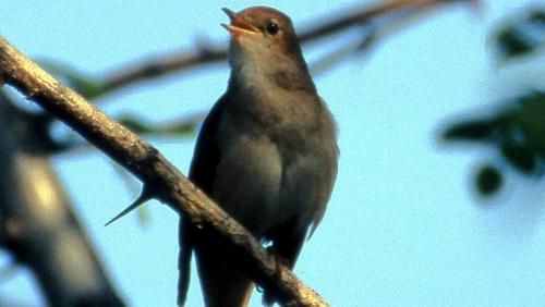 Słowik rdzawy. Fot. Wikipedia