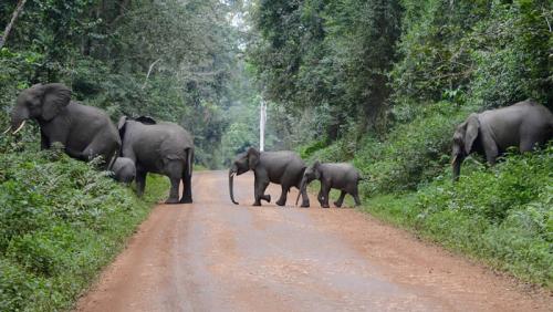 Kibale National Park Fot. Abacus African Vacations