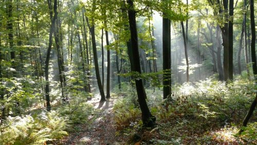 Zdjęcie www.naukadlaprzyrody.pl