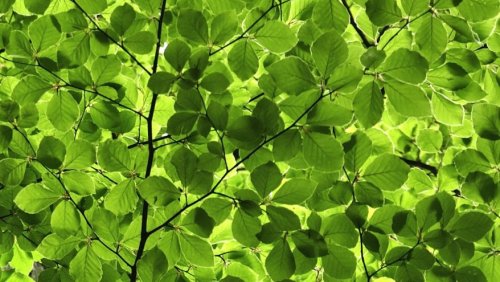 Fot. Julia i Stanisław Pagaczowie