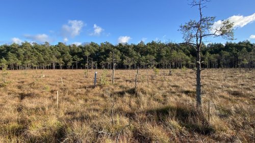 Bagno Kusowo - jedno z najlepiej zachowanych torfowisk wysokich w Polsce - pod stopami 8 metrów torfu (fot M. Lamentowicz)