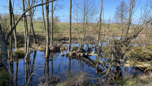 Światowy Dzień Mokradeł