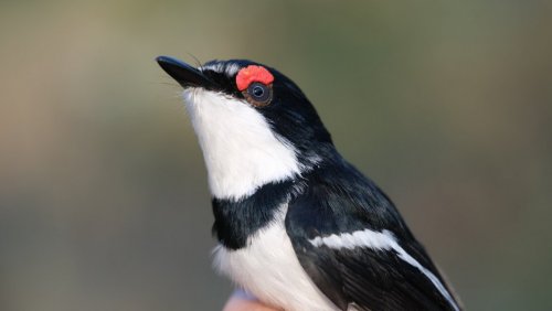 Ptak z rodziny Platysteiridae (Krępaczki), ze specyficznymi wyrostkami skórnymi na głowie