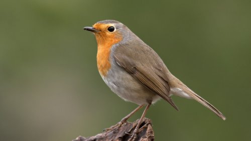 Dr Przemysław Kurek jest współautorem publikacji w Nature. fot. freepik.com
