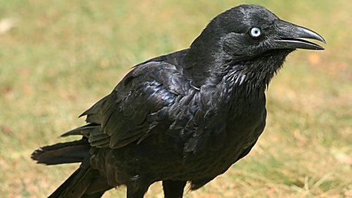 fot. Toby Hudson, Wikipedia