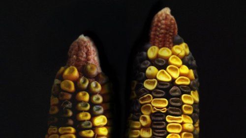 Fot. Mikhail Mikhailov (Państwowy Uniwersytet Mołdawski w Kiszyniowie), opracowanie graficzne: Julia Ziółkowska