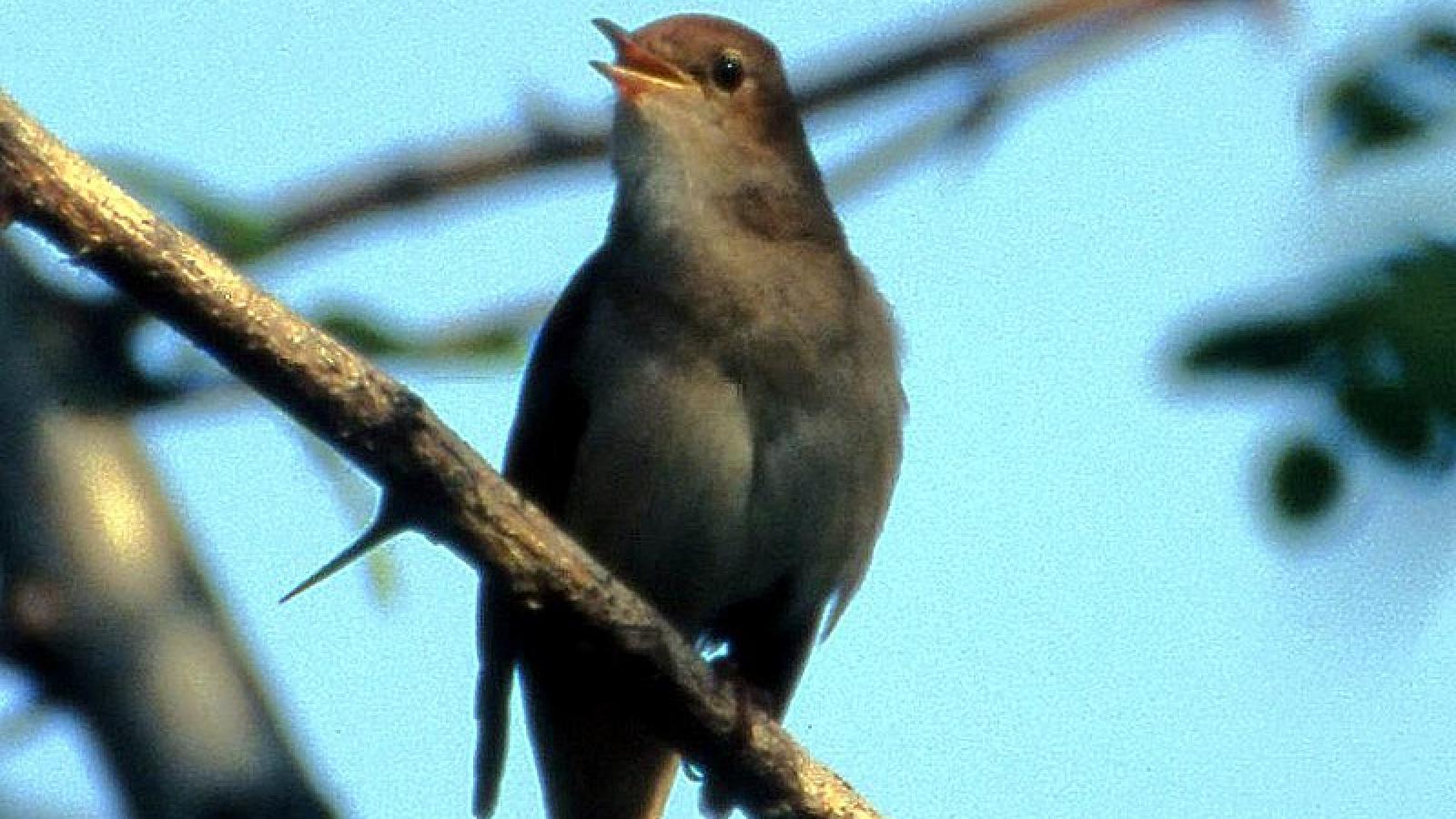 Słowik rdzawy. Fot. Wikipedia