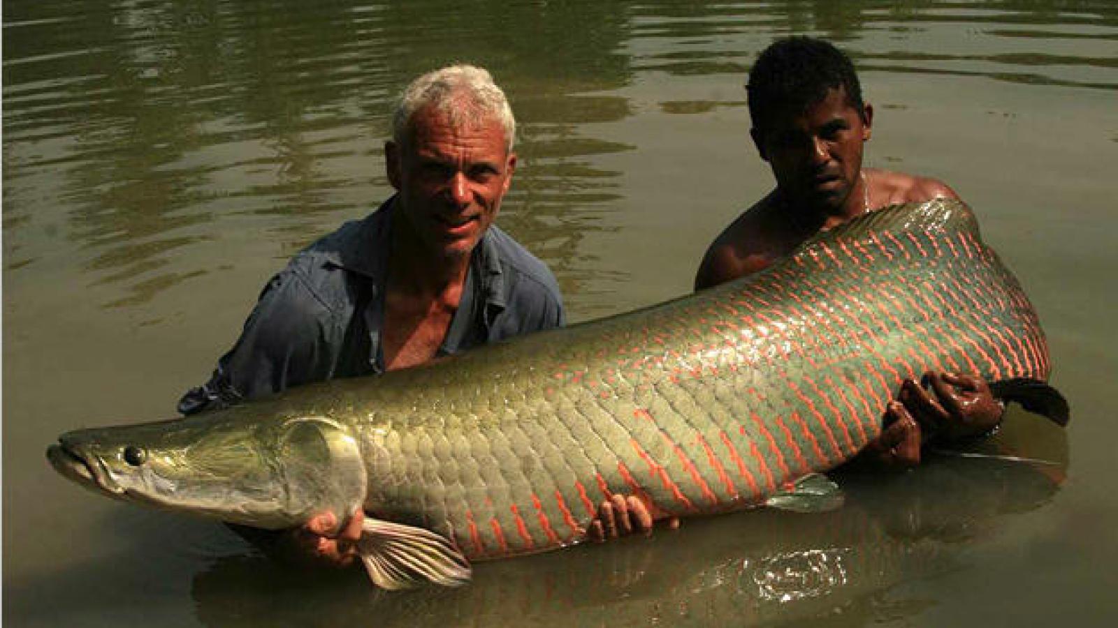 Arapaima. Fot. Animal Planet