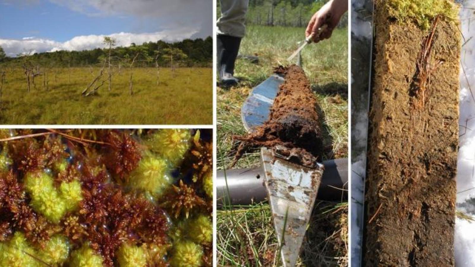 Źródło: prof. Mariusz Lamentowicz