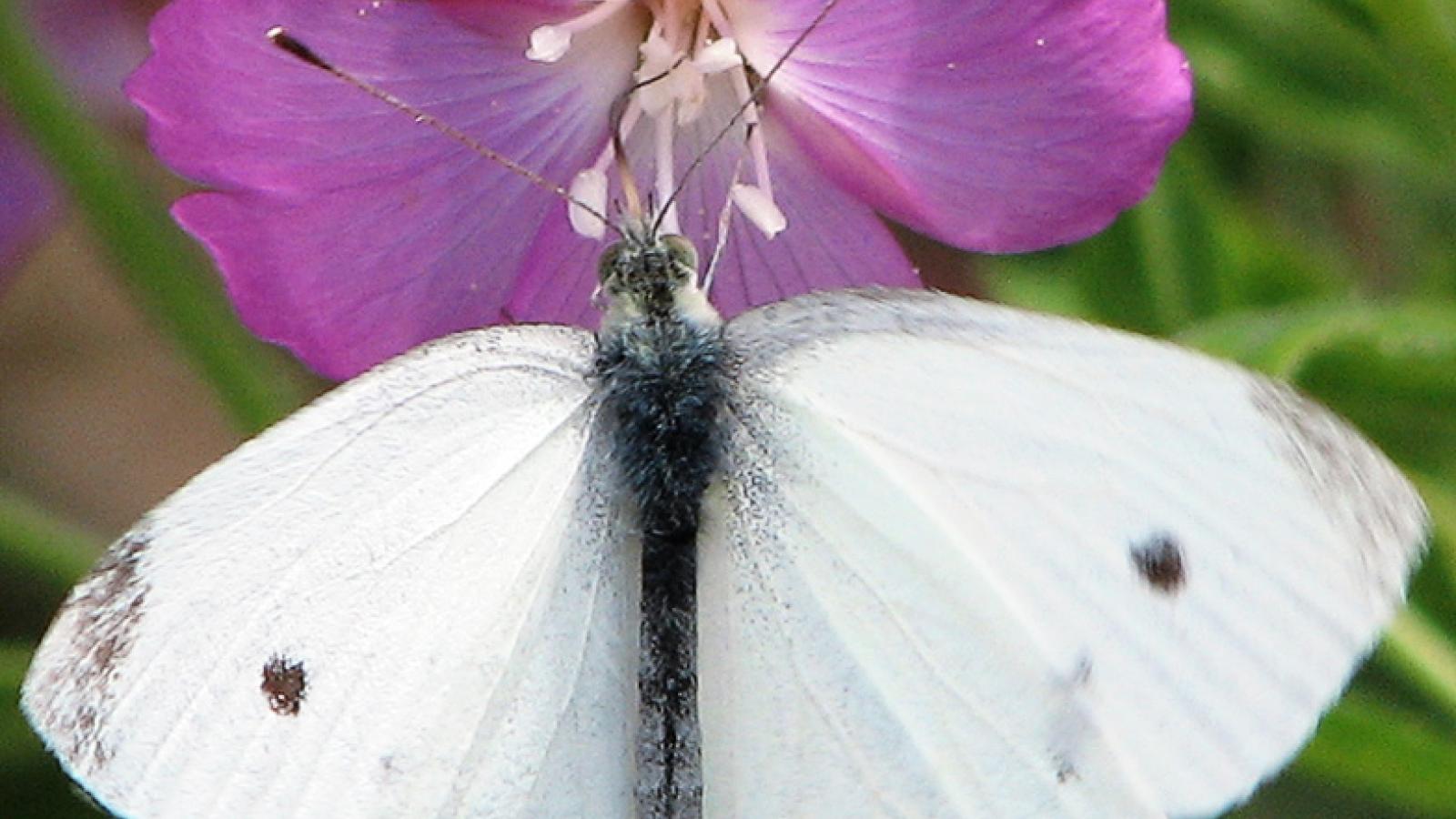 Motyl kapustnik, fot. Wikipedia
