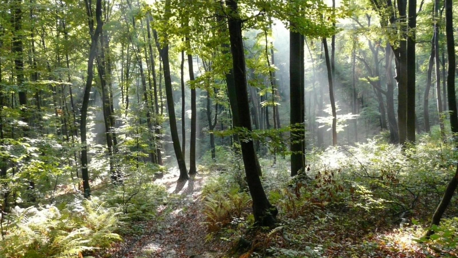 Zdjęcie www.naukadlaprzyrody.pl