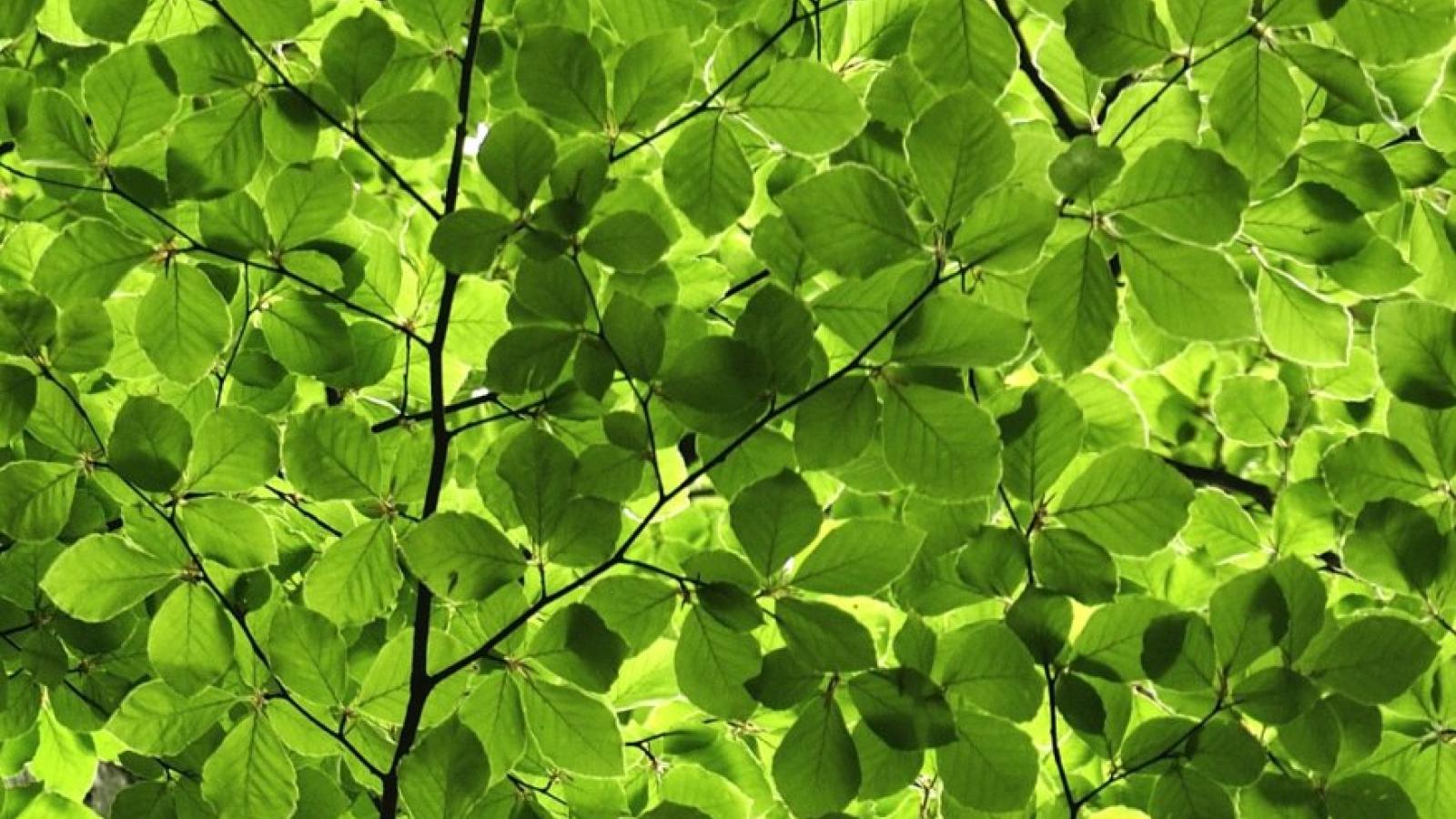 Fot. Julia i Stanisław Pagaczowie