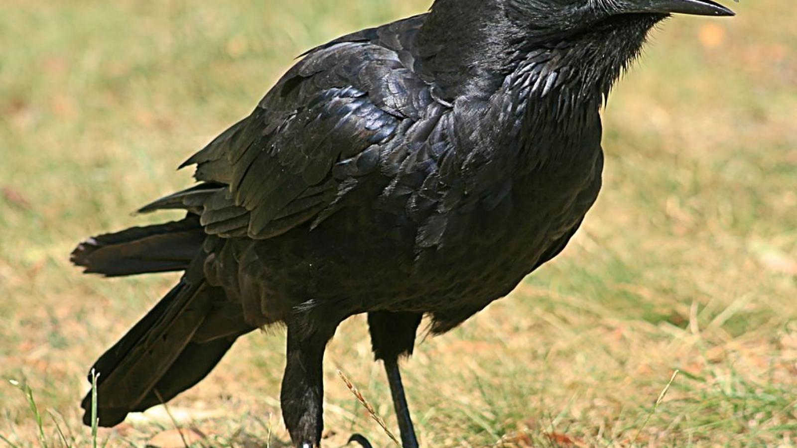 fot. Toby Hudson, Wikipedia