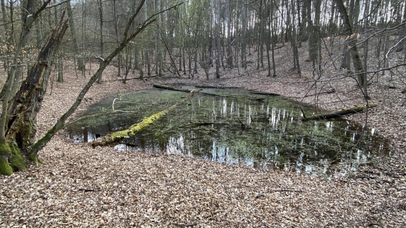 Puszcza Zielonka, fot. Mariusz Lamentowicz