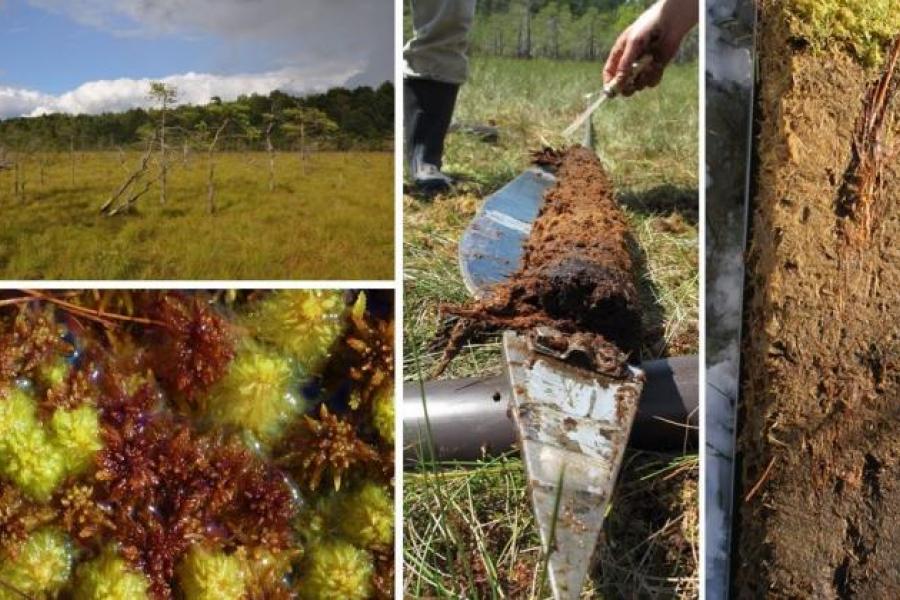 Źródło: prof. Mariusz Lamentowicz