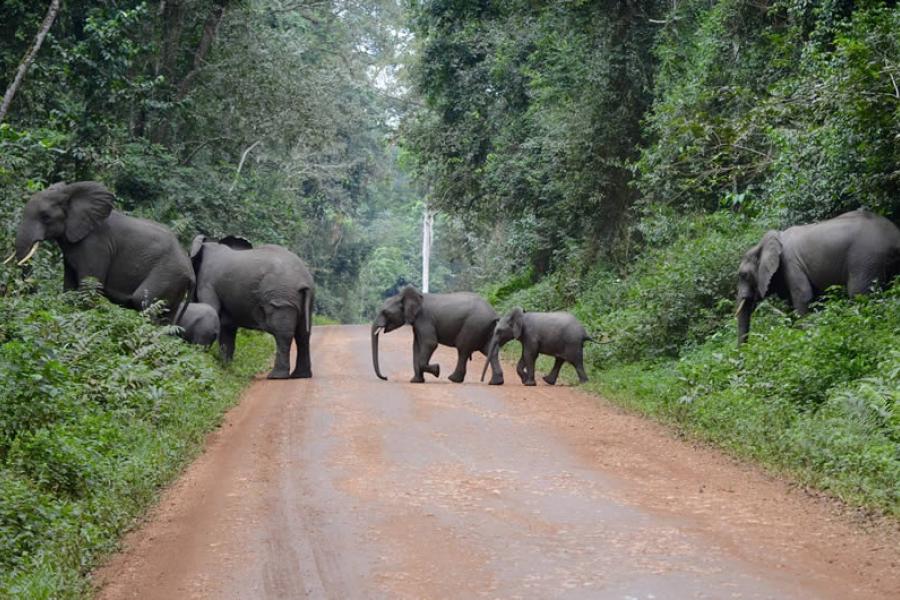 Kibale National Park Fot. Abacus African Vacations