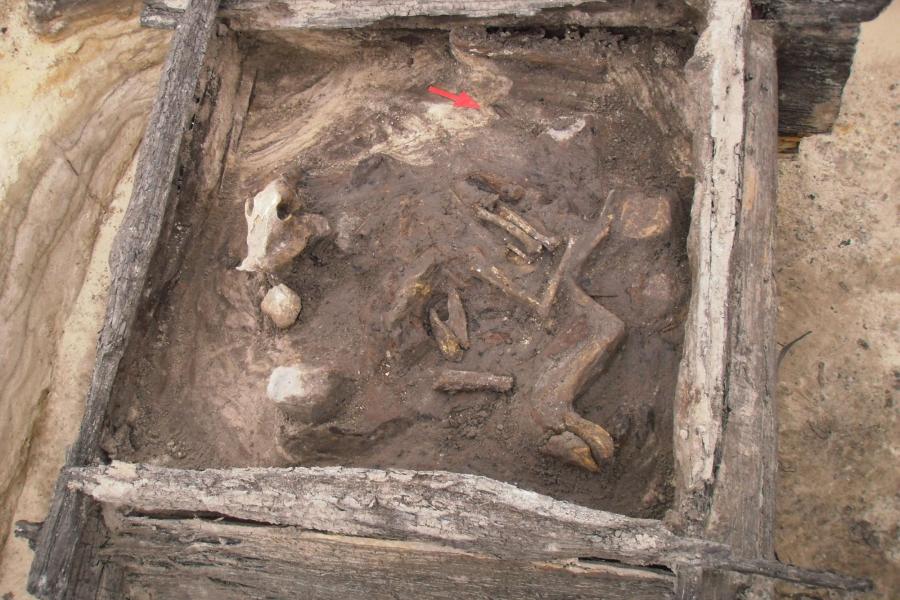 Szczątki psa w studni, fot. E. Schellner