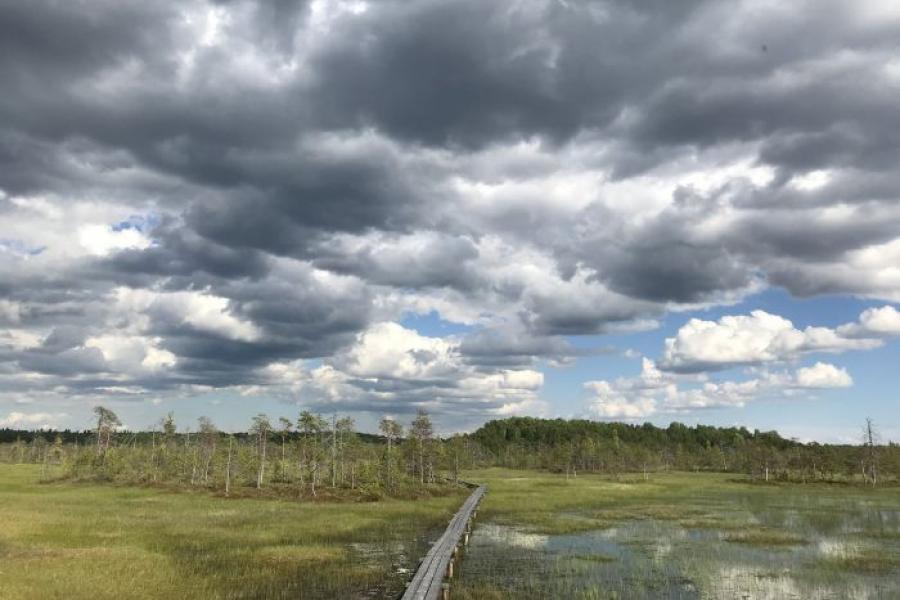 Syberyjskie torfowiska, fot. Michał Słowiński