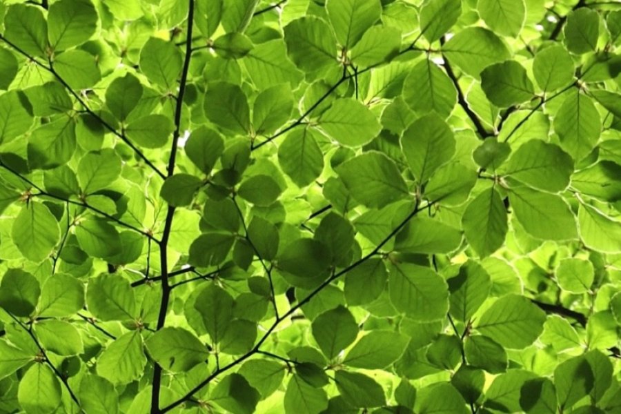 Fot. Julia Witczuk, Stanisław Pagacz