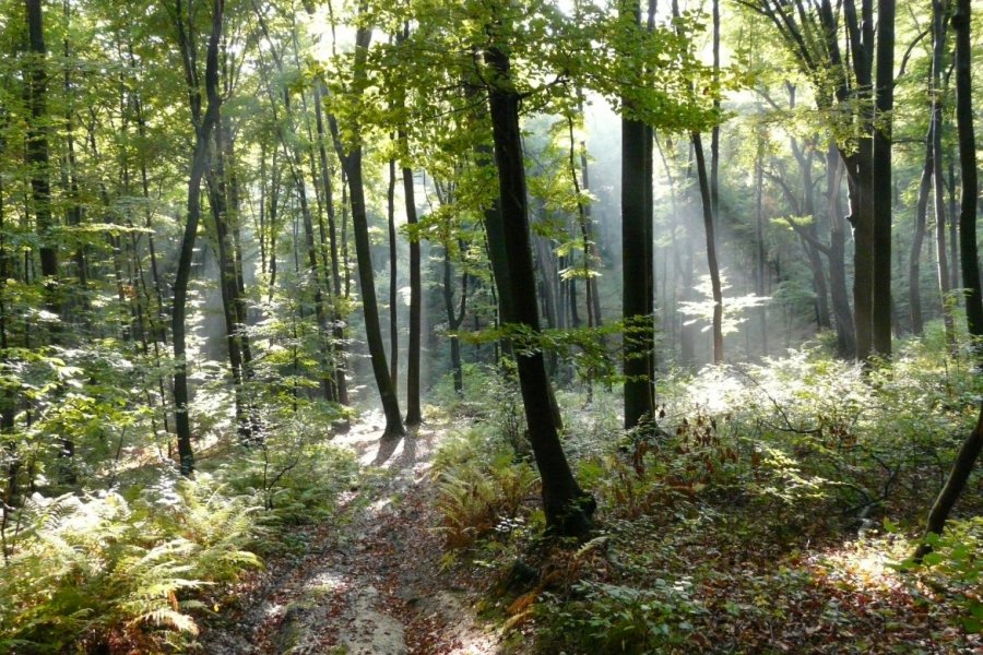 Zdjęcie www.naukadlaprzyrody.pl