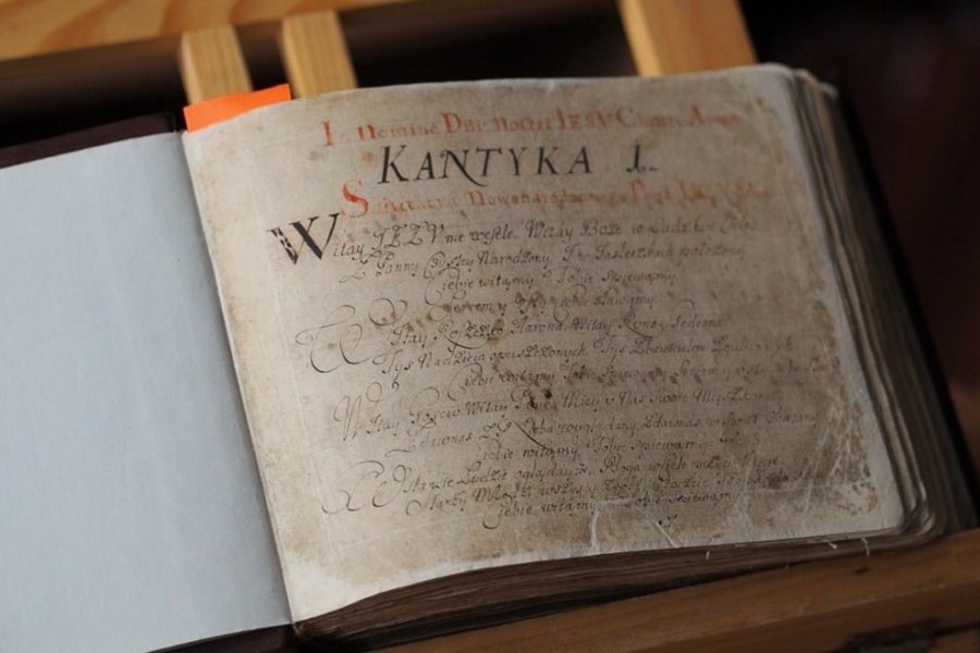 Kantyczka Chybińskiego, fot. Jagoda Haloszka