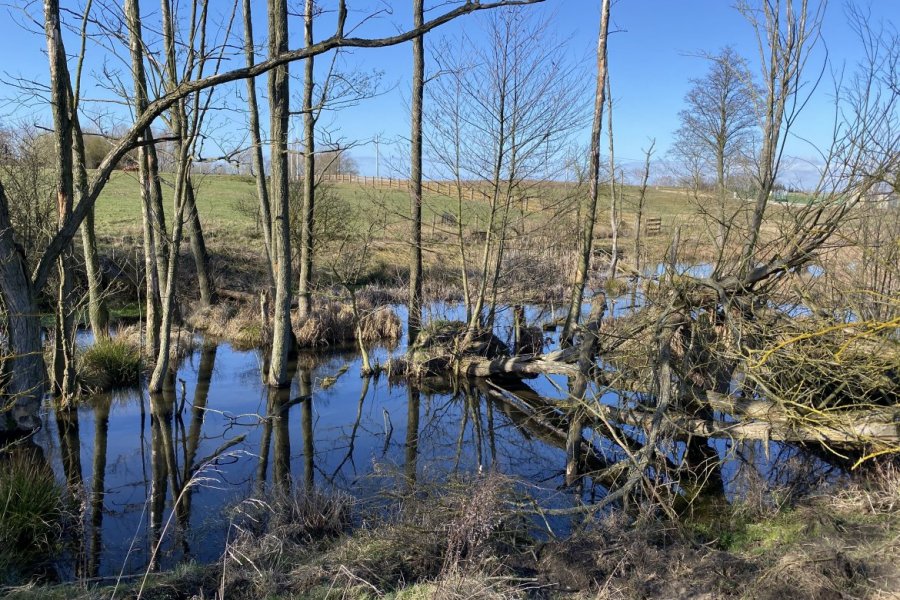 Światowy Dzień Mokradeł