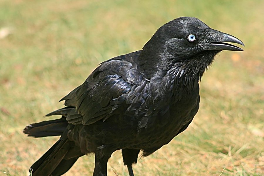 fot. Toby Hudson, Wikipedia