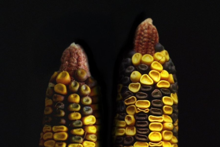 Fot. Mikhail Mikhailov (Państwowy Uniwersytet Mołdawski w Kiszyniowie), opracowanie graficzne: Julia Ziółkowska