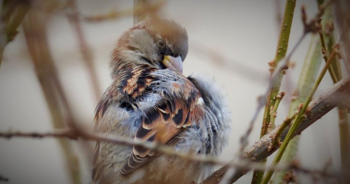 Modernizacja wsi wpływa na spadek liczebności ptaków